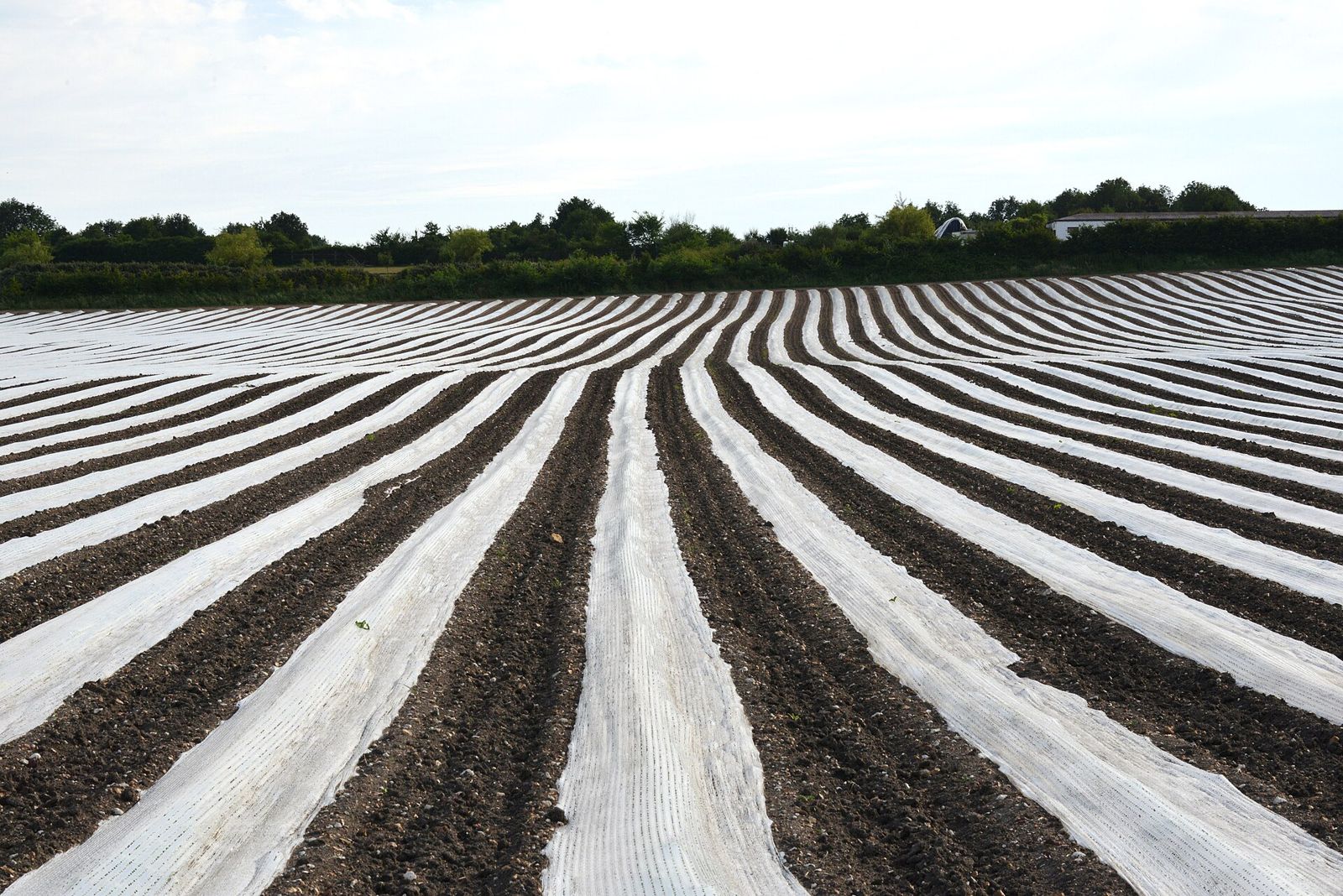 Bâches plastiques posées à plat sur les rangs d'un champ